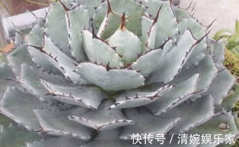 这些多肉植物好看又好养,有着吉祥如意的寓意!为你带来好兆头