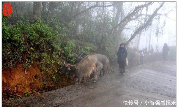 仙境|红河梯田，雾中箐口似仙境