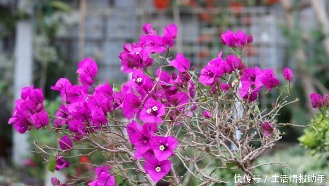 春季三角梅萌芽了，赶紧用点“小手段”，直接冒花芽，无叶开满花！