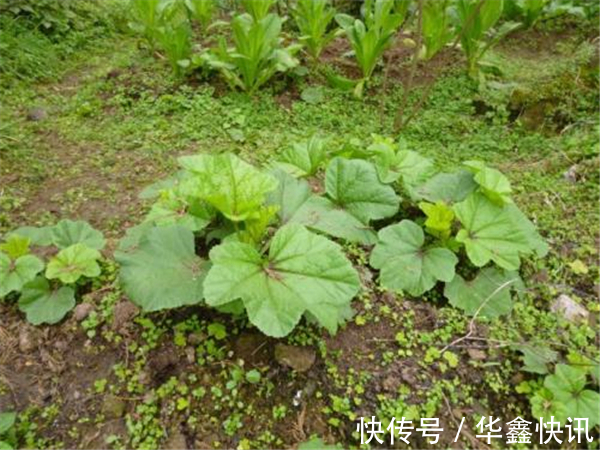种植|曾是“百菜之王”，被食用2千多年，现已沦为野生，土豆打败的