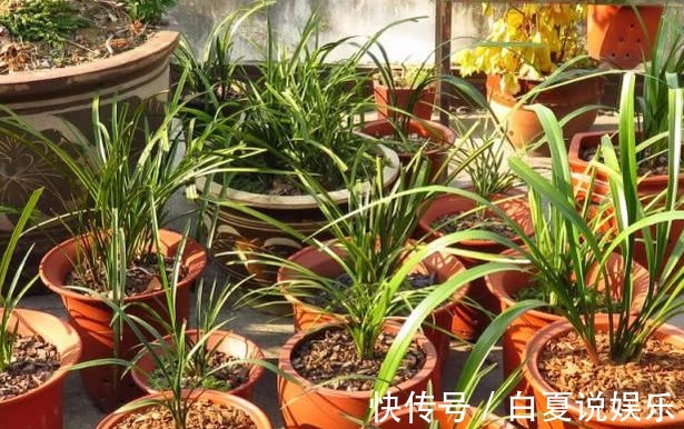 浇水|9月养兰花,做好2“润”,花芽呼呼冒,花香十里