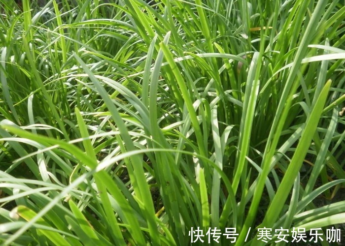 想要韭菜长得壮，割完掌握这些方法后，韭菜一茬比一茬长的壮！