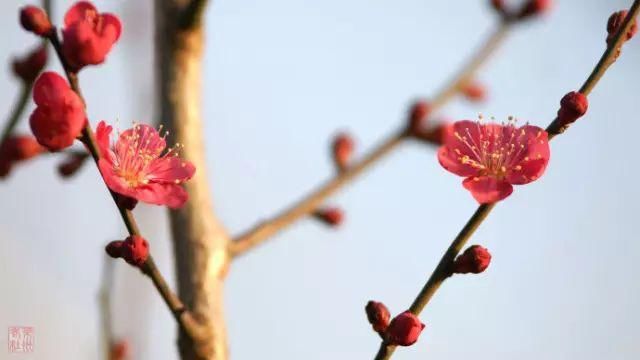 俏就要争春！春节赏花，看这里！