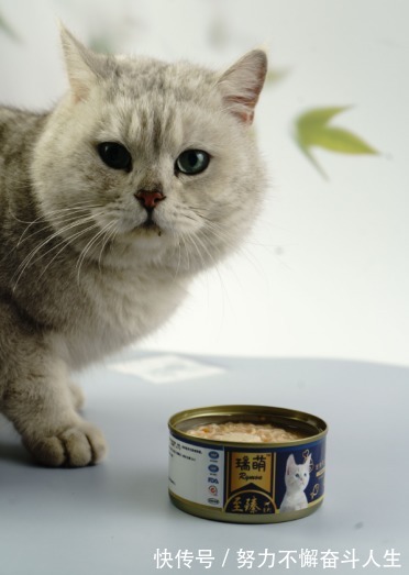 三文鱼|9.1口碑好的猫罐头排名