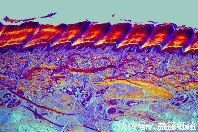 提取物 国货护肤品最厉害的领域不是美白、不是抗老,而是修护皮肤屏障