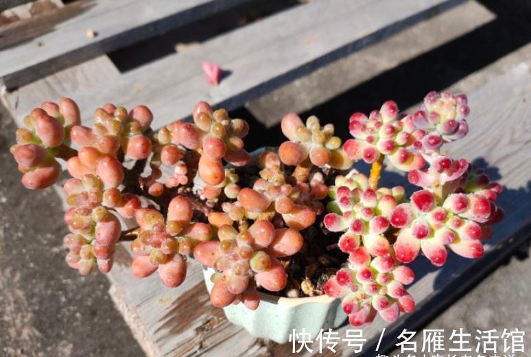以至深秋,养一棵乙女心多肉老桩,冬天叶片就像QQ糖一样红润通透