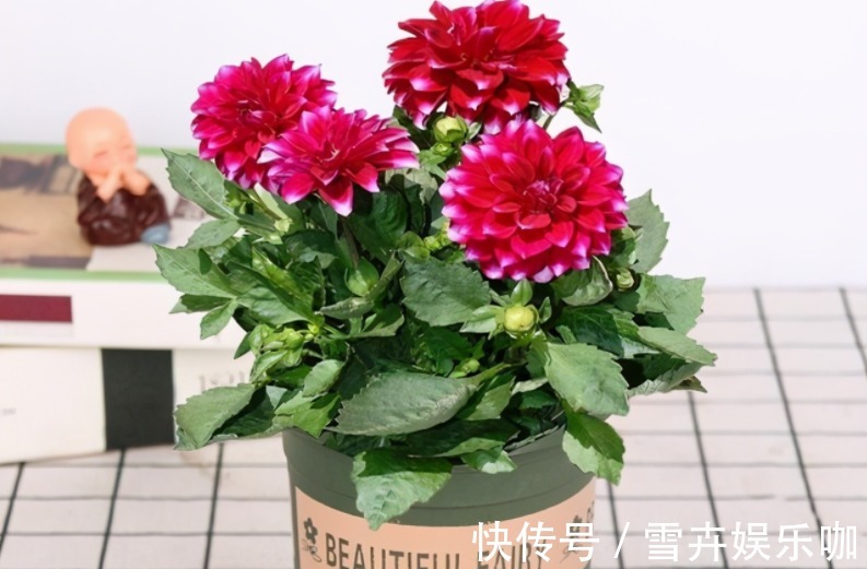 养花入门小知识:给盆栽浇水有哪些技巧或要求?