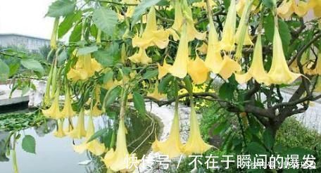 “曼陀罗”你认识吗?农村古老神秘宝贝!“一半天使,一半魔鬼”