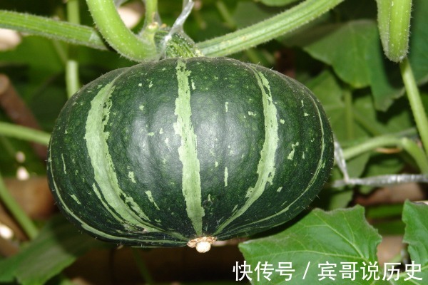 胡萝卜素|“天然叶酸”被找到，准妈妈隔三差五吃，有效促进孩子生长发育