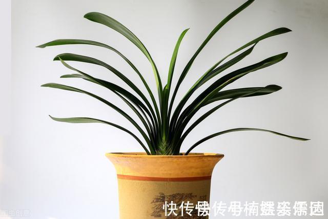 做法|怎样让君子兰一年长出8片叶子？他的做法，值得我们学习