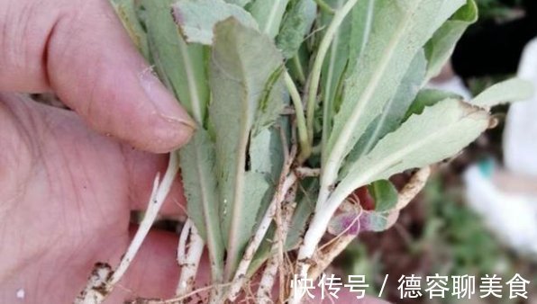 野草|在家乡见到此种野草,切记只摘叶子,不要挖根,因为太珍贵了