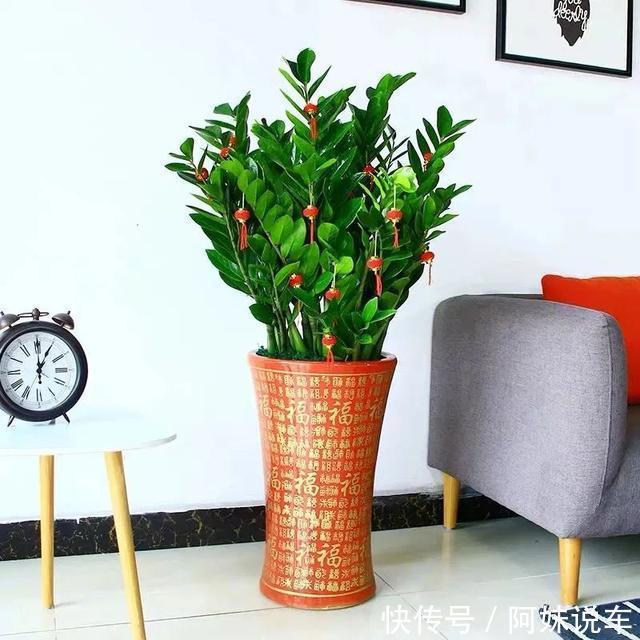 风水|客厅养花就选这六种，寿命长、寓意好，省心又好养，你家养了几种