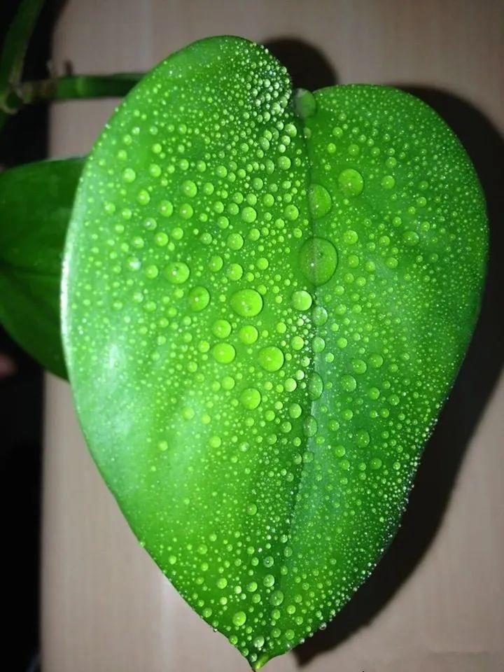 花叶子噗噗冒水珠,恭喜你,把花养灵了!