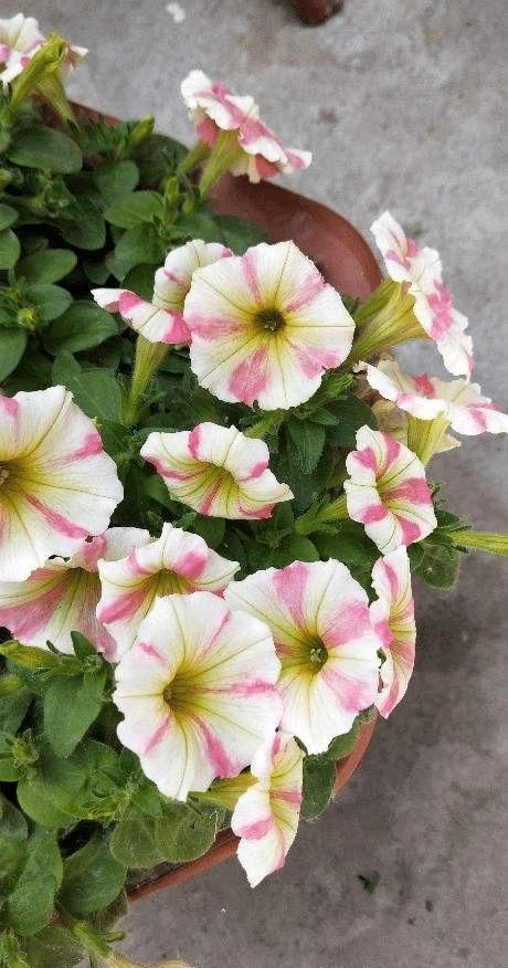 太阳花|急性子的人就养此4种花，掐个枝条插土里，当年就开花早看早知道