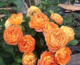 月季花越养开花越少？教你几招，不黄叶，花量翻倍，花期延长