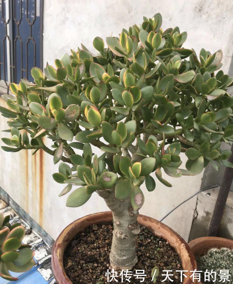 “花多多”肥料几十种,眼花缭乱看不懂?4种就够,多了没用!