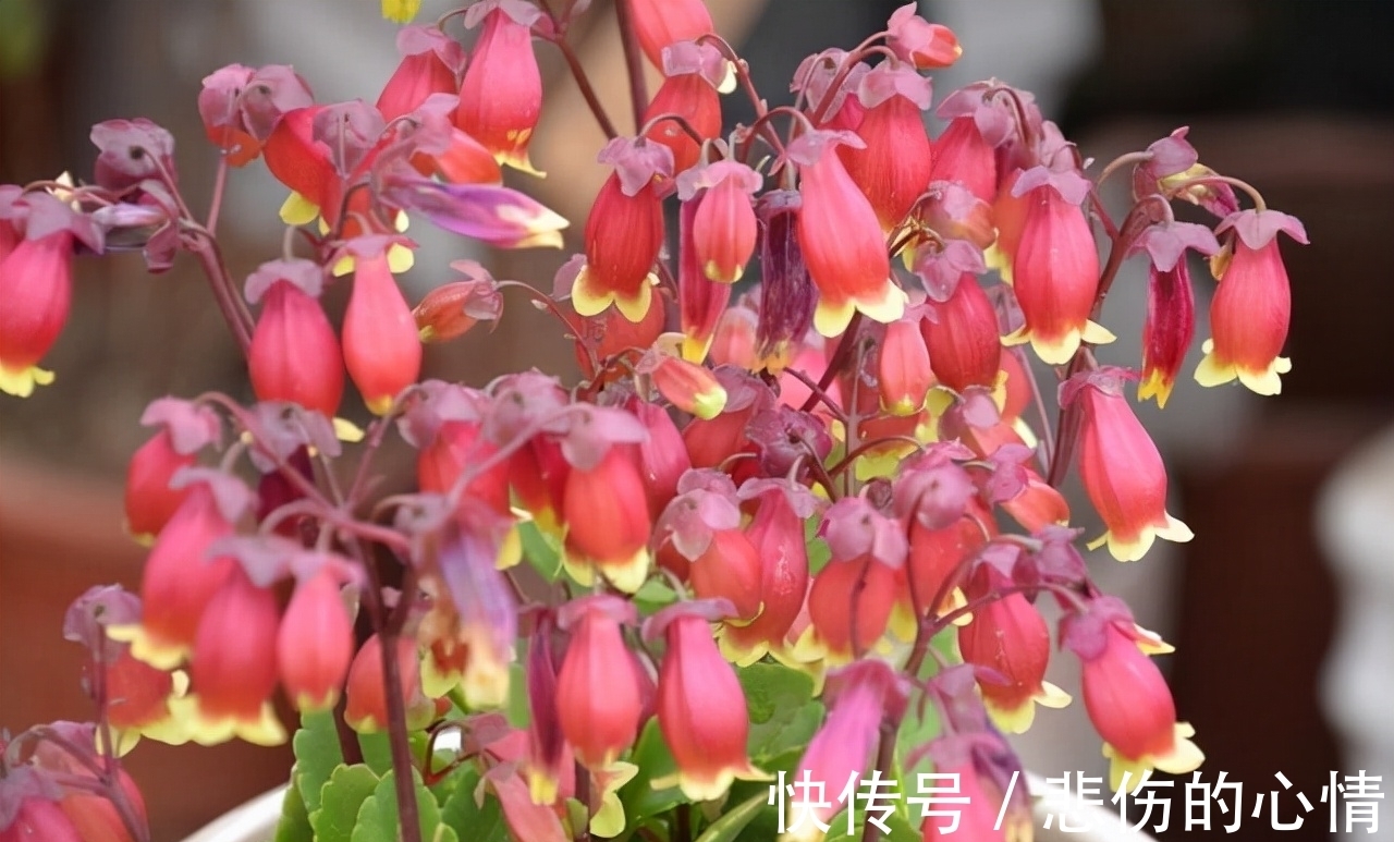 水仙花|这3种“年宵花”是一次性的,开花后就“不再复花”,别花钱买了