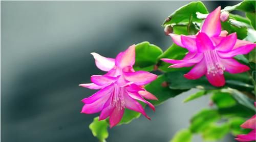 蟹爪兰花谢之后如何养护，分享我的施肥方法