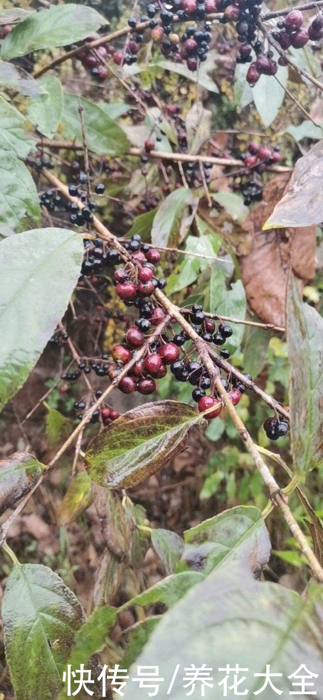 6种植物，是天然的染色剂，古代只有皇家才能用