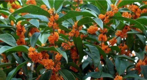 香水|4种花养阳台,旺财又镇宅,还能四季开花,花开不停歇,多彩多姿