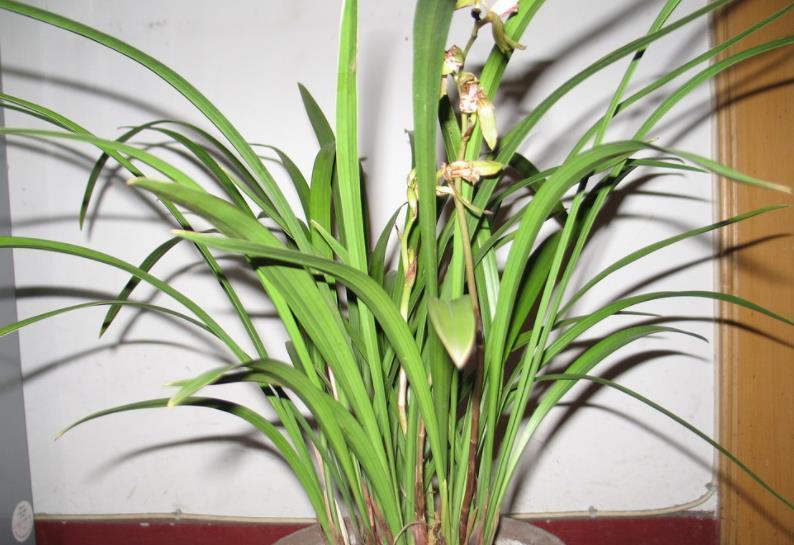 护兰花|9月兰花进入生长黄金期，牢记几个要点，长新芽开花多