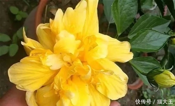 3种花,明明开花很漂亮,却因花名被很多人“嫌弃”,太冤了!