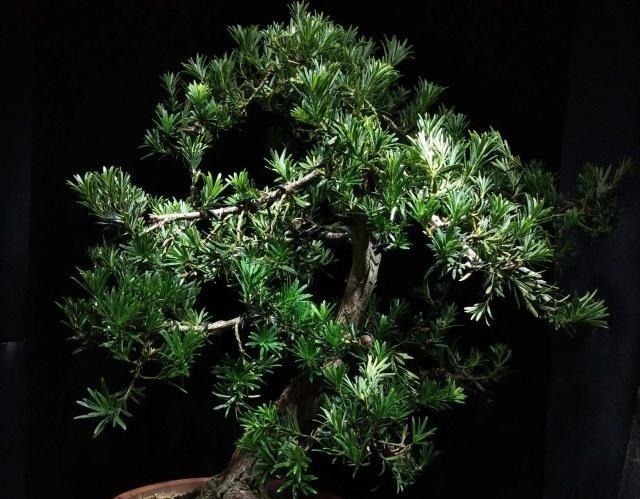 令人惊艳的国内花艺师盆景作品,平时很难见到,值得收藏与分享!