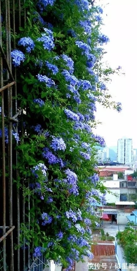 2种花不怕热,越热越开花,一开200多天,现在种1个月就开爆!