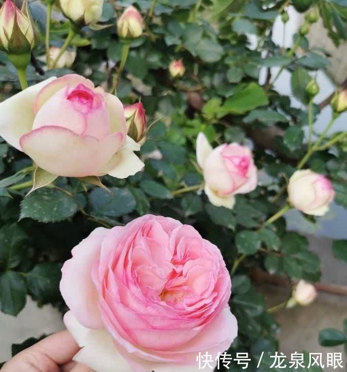 月季小苗怎么养？有2个小方法，顺利养到枝繁叶茂花开满枝