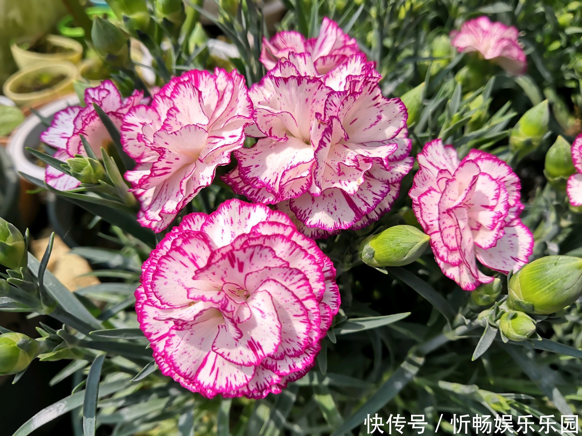 花期|一种被低估的盆栽，花期超半年，漂亮又芳香，栽培容易，值得入手