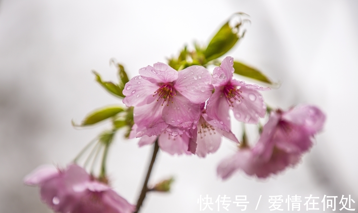 清雨#原创:简诗一首《成长的痛》