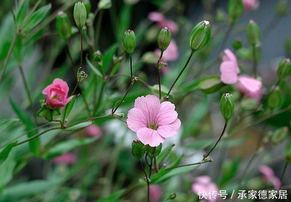 农村|虽有王命,不留其行!农村常见的麦蓝菜,为何叫“王不留行”?