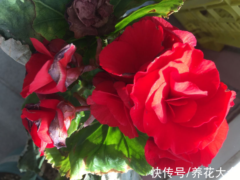 海棠|初春养花，选4种开花多的，阳台变花海