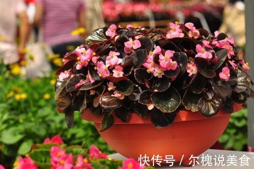 这3种花夏季开花旺，养得好就一点，多晒太阳就成了