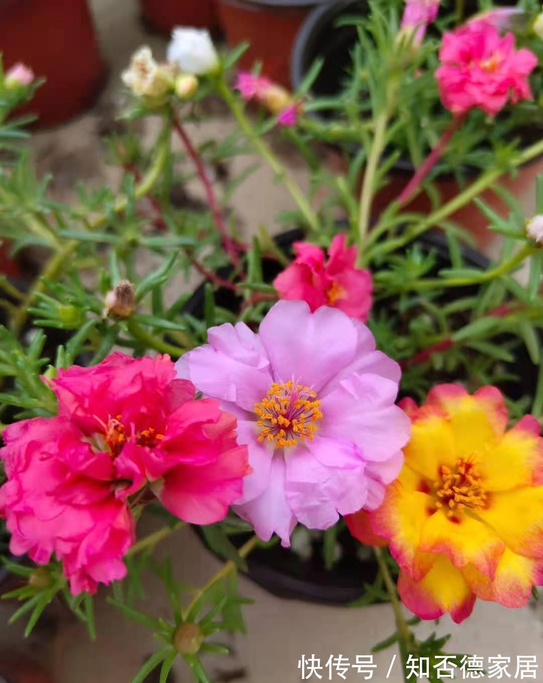 仙人球|3种花，越热越开花，越晒越开花，花色丰富又鲜艳