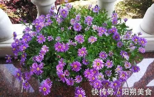 枝条|5种花,趁现在“赶紧扦插”,生根快,长得快,一个月就开花