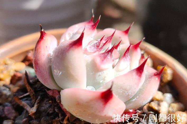 多肉|想打造多肉十里桃林?别只盯着桃蛋,此8个品种也许更合你的口味