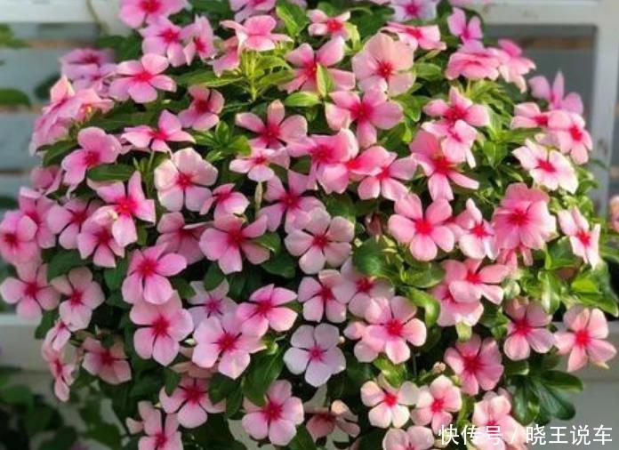 4种花,是花卉中的“劳模”,花姿妖娆,四季繁花似锦,美