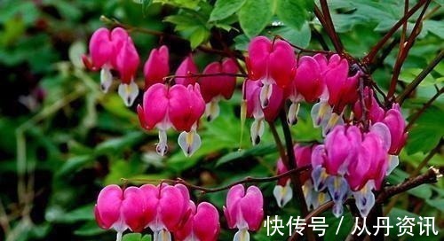 家里采光不好也能养花,这几种高颜值花,摆在阳台就能开爆