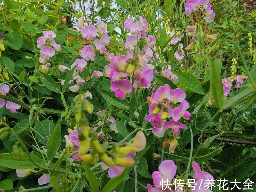 50种花春天播种,长满小院子,能开一整年