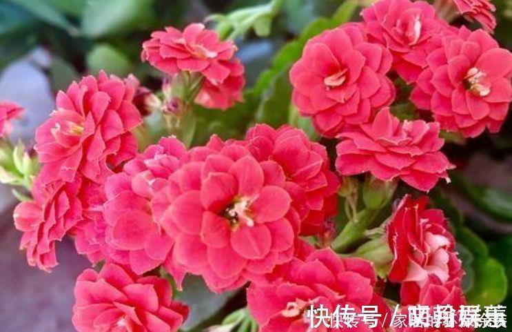 杜鹃花|4种花是花中劳模，一年四季开花不断，满屋飘香，香水钱都省了