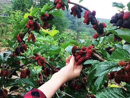 采摘|这种没皮没核的野果，古人称它为“肾之果”，5月错过它太可惜