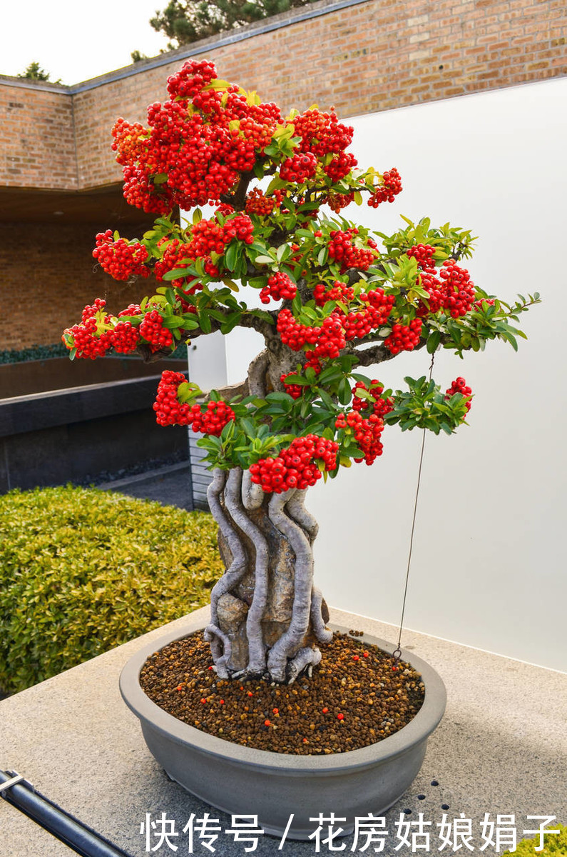 365天都可以观果,寓意还好,富贵籽的养护方法和管理技巧分享