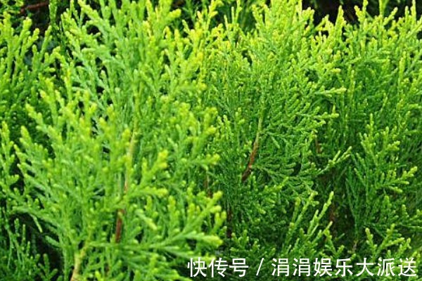 洗头|有了白发别着急,一片树叶煮水洗头,15天后白发会变得乌黑柔软!