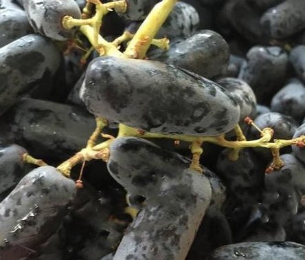 味道|3种“果树”最牛逼,沾土就能活,好养如绿萝,味道有酸有甜