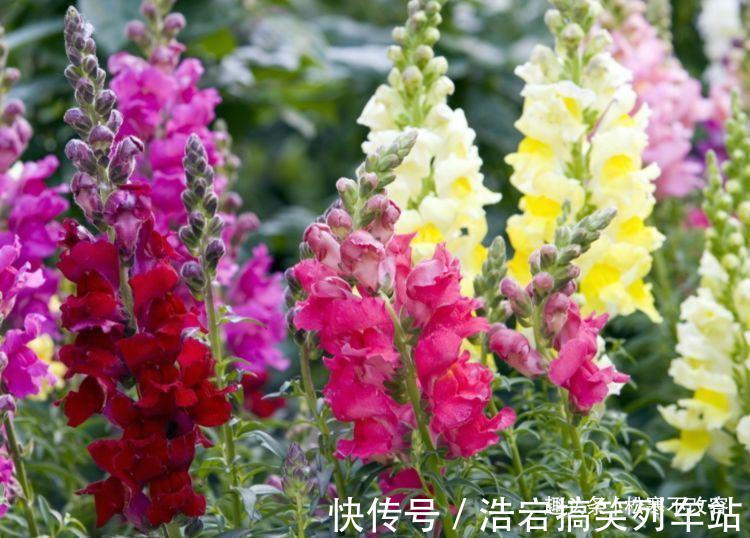 养花就养几种花,家里养一盆,寓意吉祥人人爱,家里养真适合