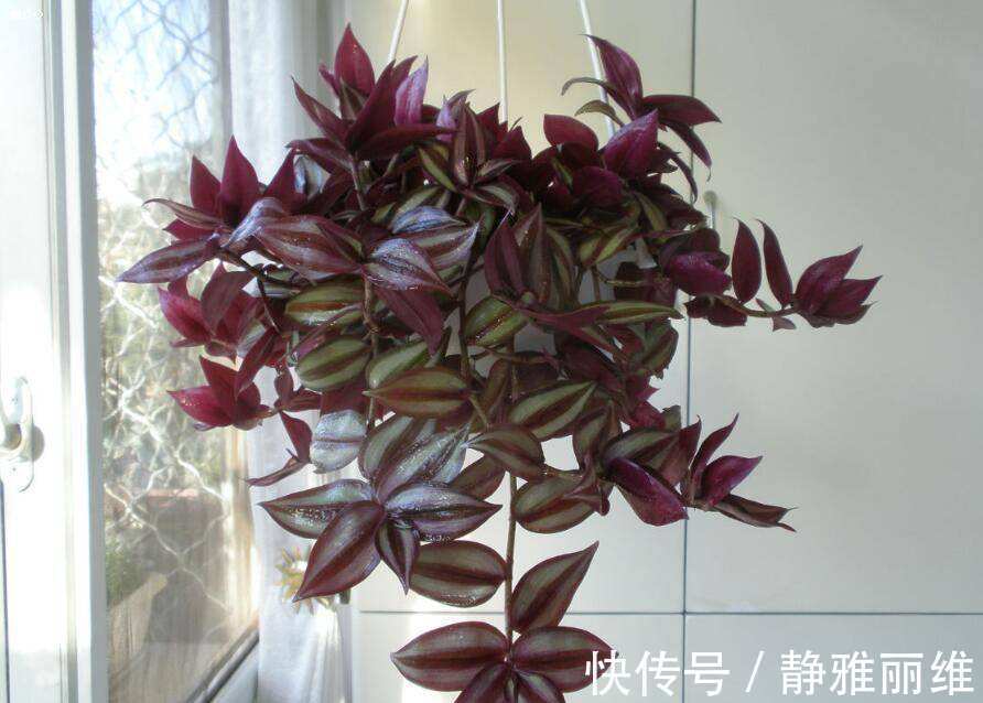 4种花,可以悬挂起来养,轻松打造出别致阳台