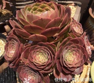 老桩|3种多肉植物,号称“爆崽小能手”,上色美长满盆,养成群生老桩