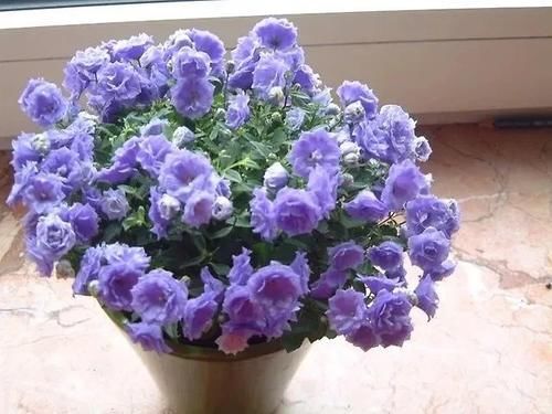 比重瓣长寿花好看的风铃花品种，开花时有上千个花苞，花朵像月季