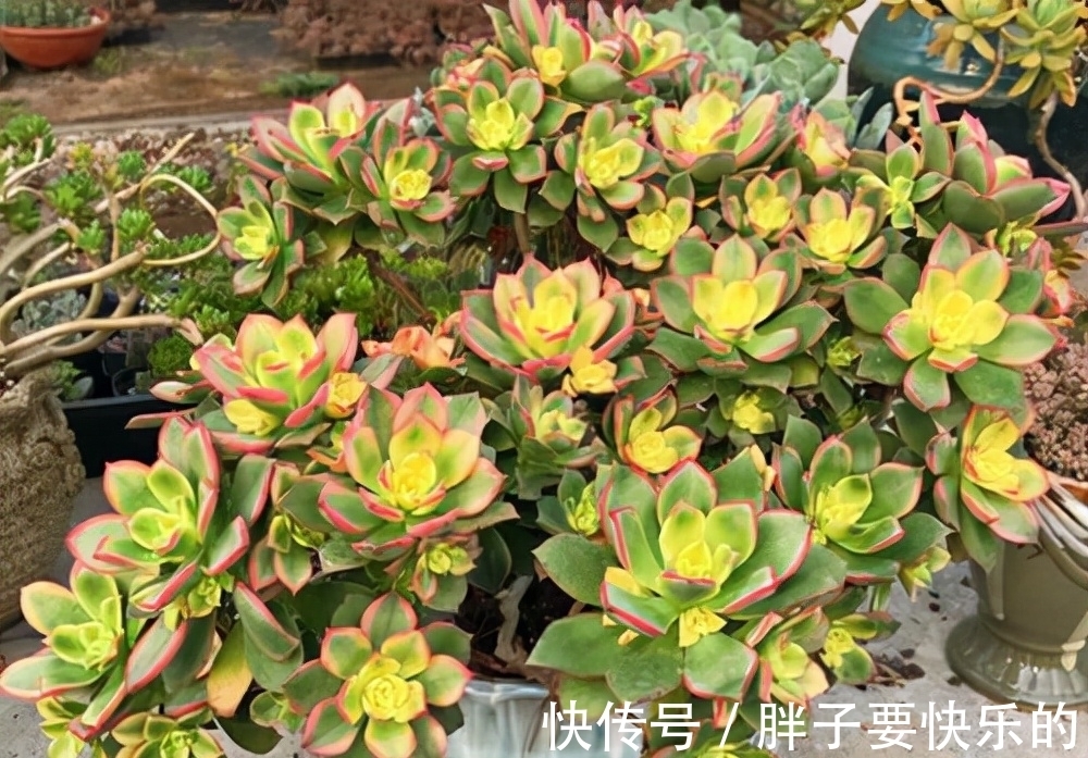 想在短时间内把多肉养成群生的老桩,就选6个品种,徒点没关系